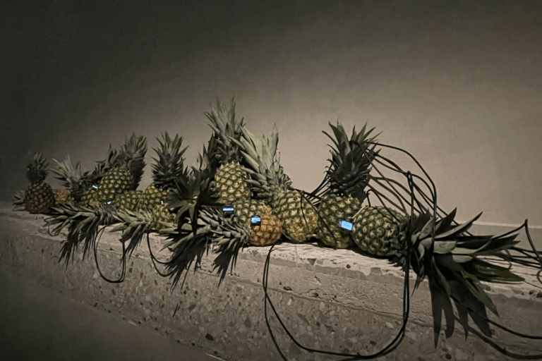 Display made from fresh and rotting pineapples combine with small computer displays and wires.