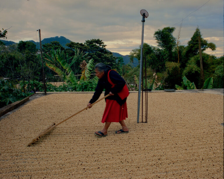 An older woman wearing red rakes coffee beans into neat rows. Behind her is a lush tropical landscape.